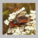 Phasia hemiptera - Raupenfliege m11.jpg